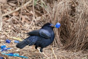 Why Bowerbirds decorates their homes?