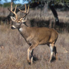 Do white tail deer eat meat?