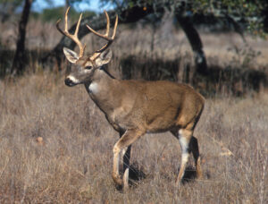 Do white tail deer eat meat?