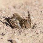 Why do birds take dust baths?