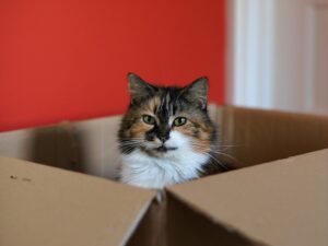 Why does my cat love boxes?