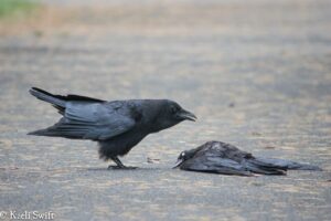 Do crows hold funerals and mourn their dead?