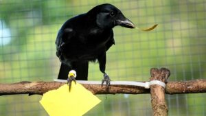 How intelligent are crows?