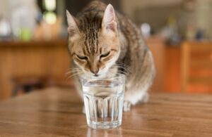 Why does my cat drink from my glass?