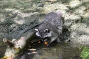 Why do raccoons wash their food?