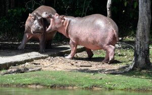 Why are there hippos in Colombia?