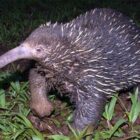 What is the Attenborough's long-beaked echidna?