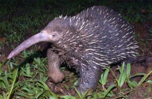 What is the Attenborough's long-beaked echidna?