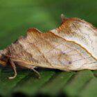 Do Calyptra thalictri moths drink blood?