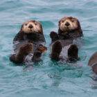 Why do otters produce a smelly scent from anal glands?