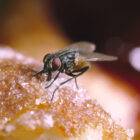 Why do house flies regurgitate on food?