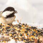 Why do some birds weight the seeds they eat?