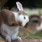 Why do my rabbits eat their own poop?