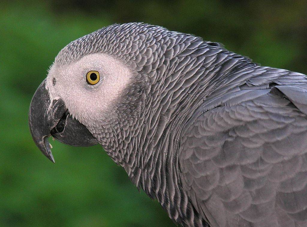 Do parrots have individual names?