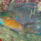 Why does the Parrotfish surround itself with mucus while sleeping?