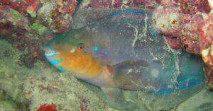 Why does the Parrotfish surround itself with mucus while sleeping?