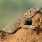 Why Do Lizards Bask in the Sun?