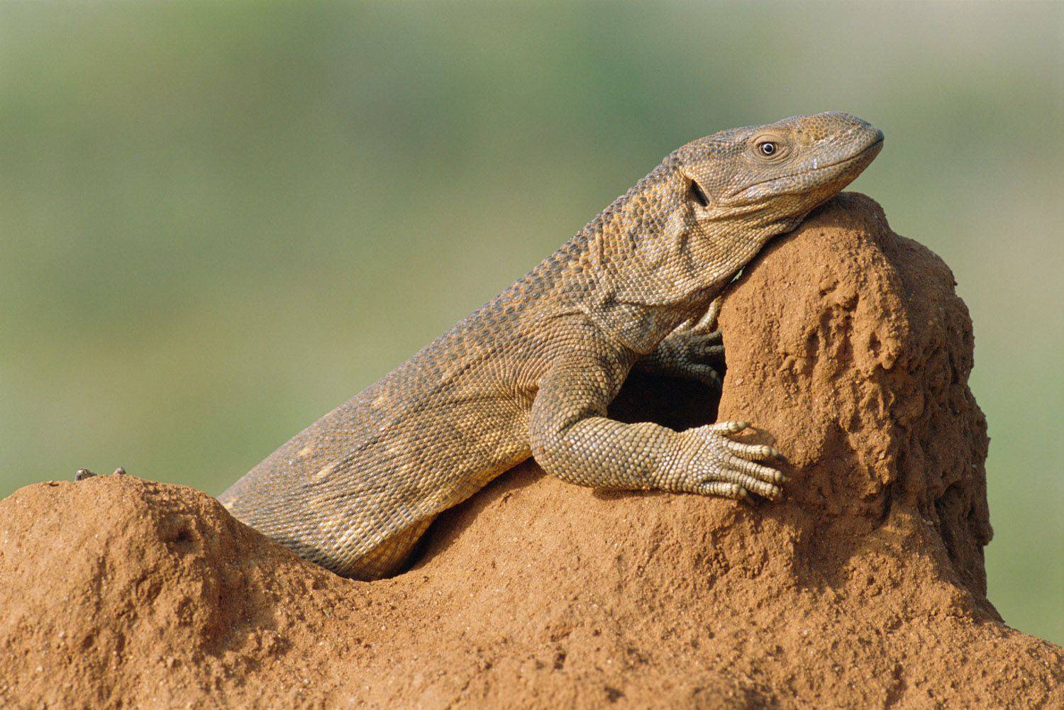 Why Do Lizards Bask in the Sun? - Why Animals Do Things