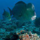 Why does the Bumphead parrotfish ram its head into coral?