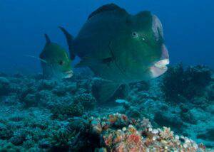 Why does the Bumphead parrotfish ram its head into coral?