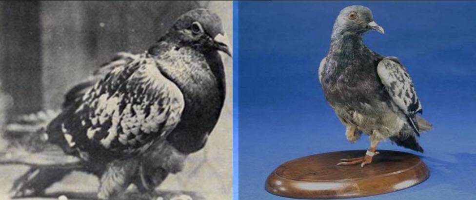 Cher Ami, the war pigeon