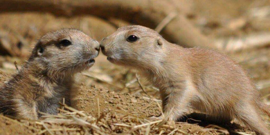 Why do Prairie dogs kiss each other?
