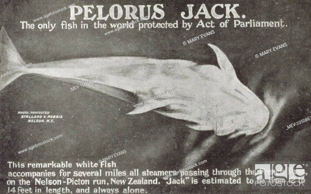 The Life of Pelorus Jack