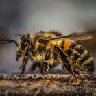 Why do bees sacrifice themselves?