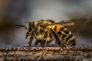 Why do bees sacrifice themselves?