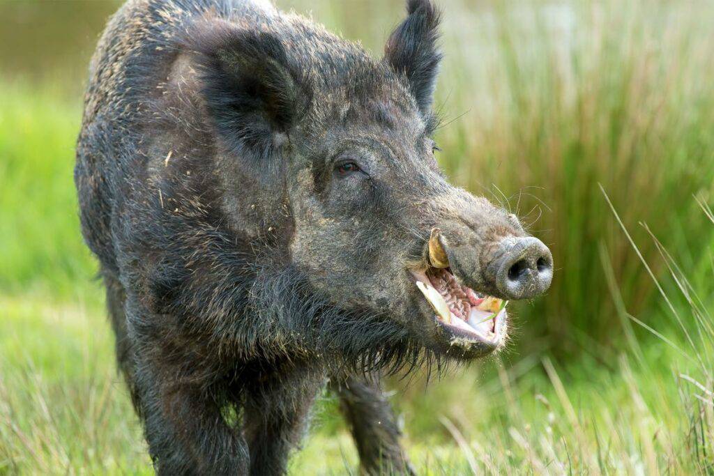 The senses and weapons of the wild boar