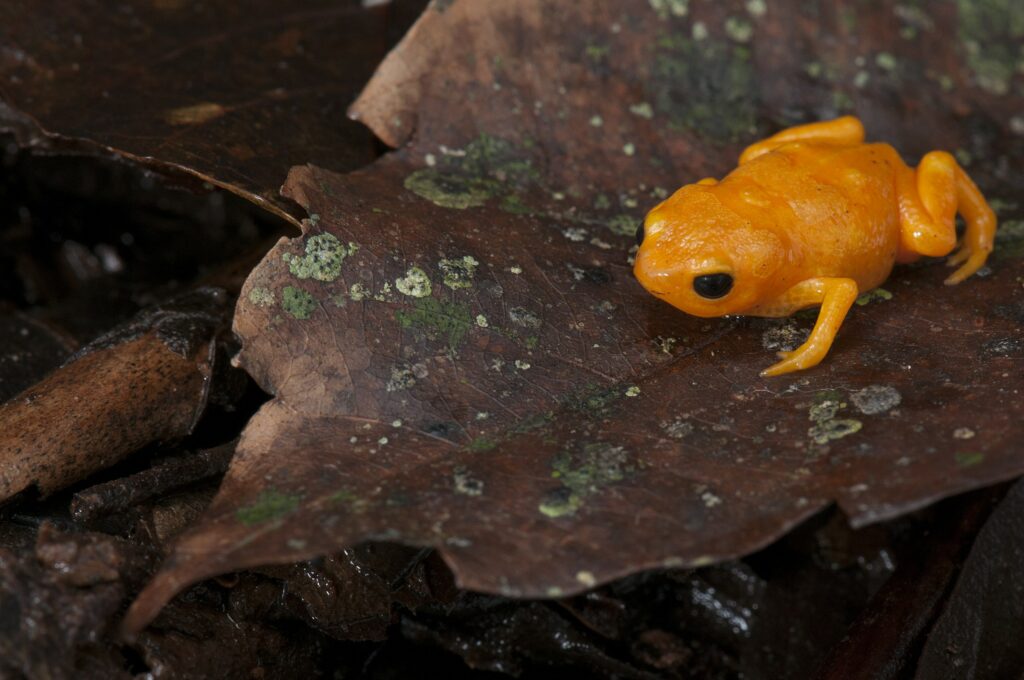 Smallest frog may be the smallest vertebrate too