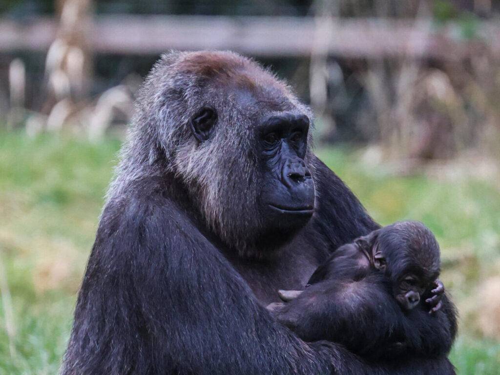 Why is the newborn Western lowland gorilla at London Zoo a good news?