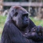 Why is the newborn gorilla at London Zoo a good news?