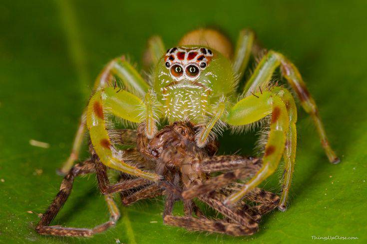 Why do female spiders kill male spiders after sex?