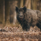 Are "feral super pigs" real?