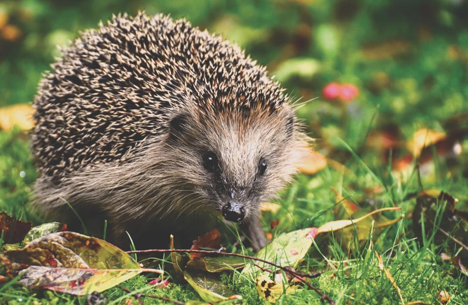 What do hedgehogs do during winter?