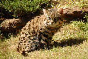 How deadly is the black-footed cat?