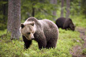 Why is The Brown Bear so fearsome?