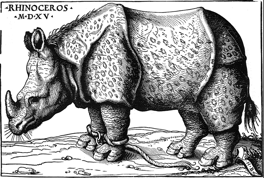 Ganda, the rhinoceros who crossed the known world in 1500
