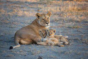 Lioness Pride (Documentary)