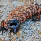 Is the Gila monster lizard venomous?