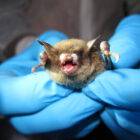 Fighting White-Nose Syndrome to save tricolored bats