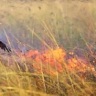 Do some raptor birds use fire to hunt?