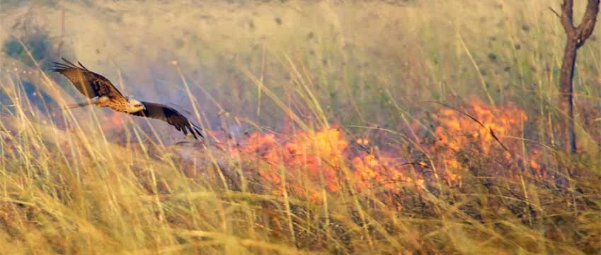Do some birds of prey use fire to hunt?