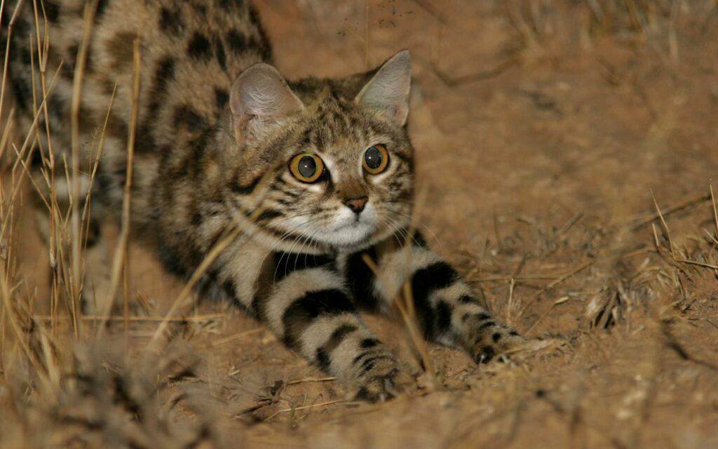 How deadly is the black-footed cat?