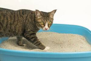 Why doesn't my cat cover his/her poop in the litter box?