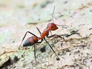 Are exploding (or kamikaze) ants real?