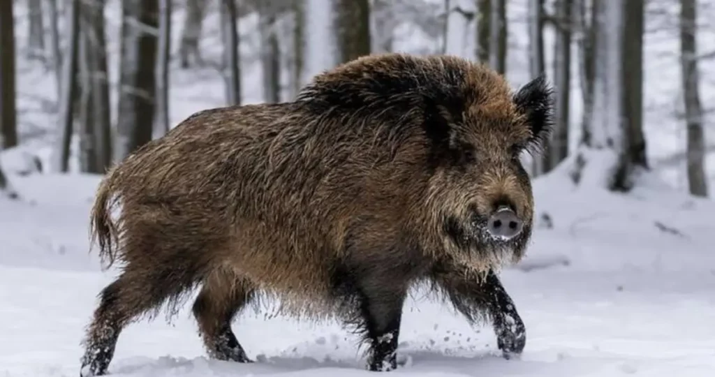 Why are feral super pigs so big?
