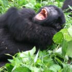 Do Apes Like To Tease And Joke?