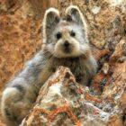 Why is the Ili pika disappearing?